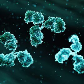 Three antibodies in green against a black background, showing the three arms and various regions of the antibodies. 