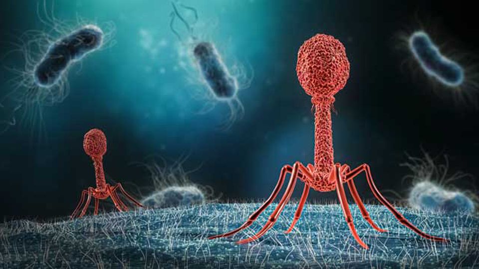 A phage on the surface of bacteria, a potential treatment option for antibiotic resistance.