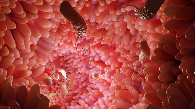 Inside the gut, showing intestinal cells and various gut bacteria.