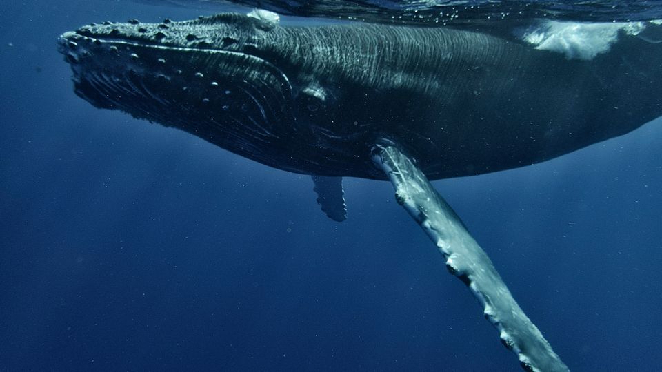 A humpback whale swimming under the sea surface.