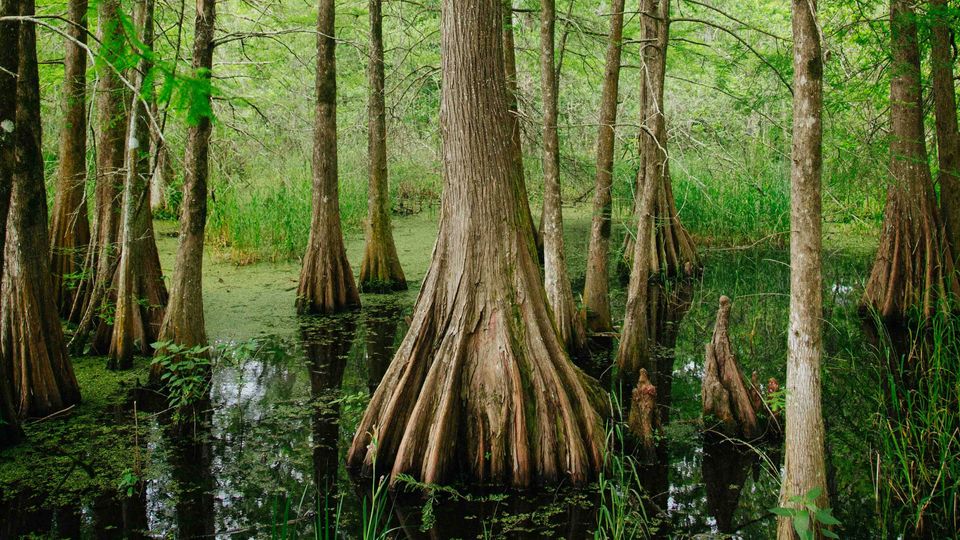 The characteristic spread root flare of a bayou tree, surrounded by swamp water and other trees.