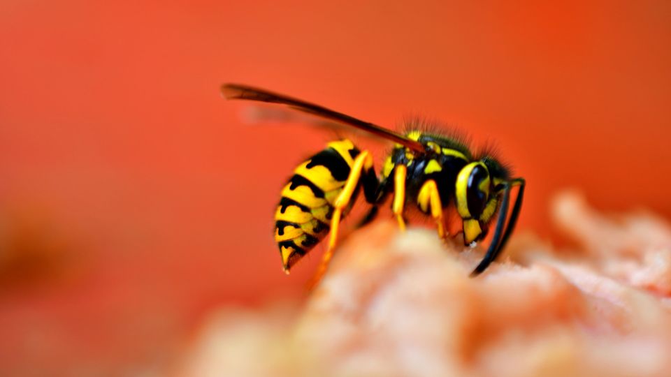 Close-up of a yellow and black wasp feeding on food with a blurred red background.