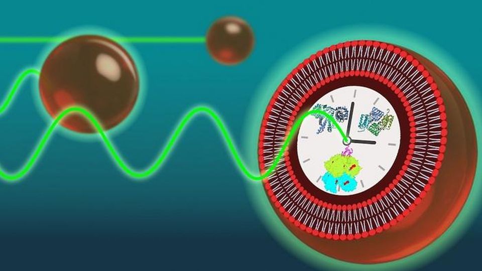 A graphic depicts a clock and dots connected by a wavy line, indicating how cells tell time.
