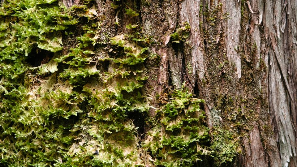 Liverwort-like growths on brown tree bark.