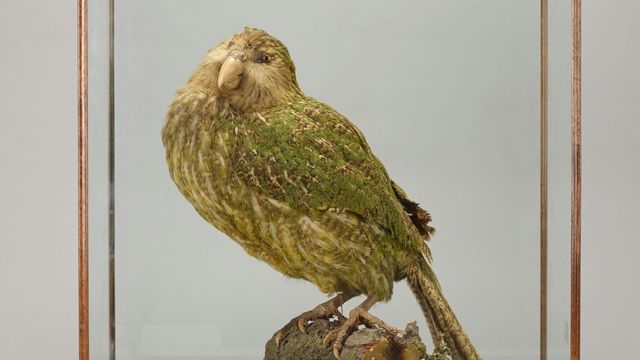A stuffed kākāpō, its chest puffed, standing in a glass cabinet.