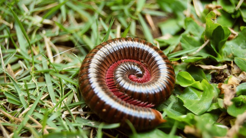 A rolled-up common Asian millipede on green grass.