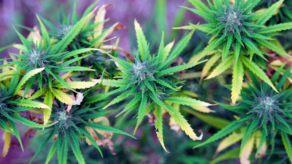 Cannabis plant.