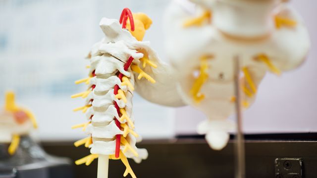 Anatomical model of the human spine showing vertebrae and spinal nerves in a medical setting.