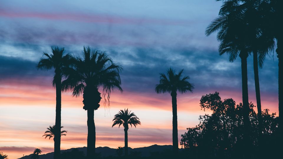 Straight palm trees, silhouetted by the sunset. 