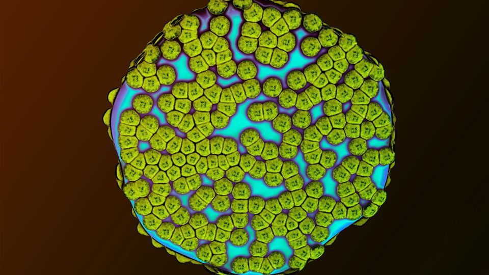 Illustration of a mast cell.