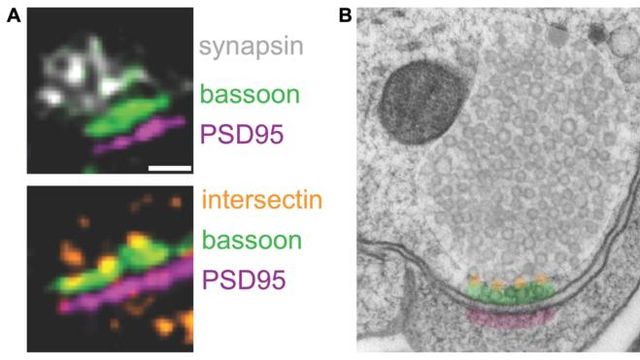 Microscopy images showing synapsin, bassoon, PSD95 and intersectin protein localization in neurons.