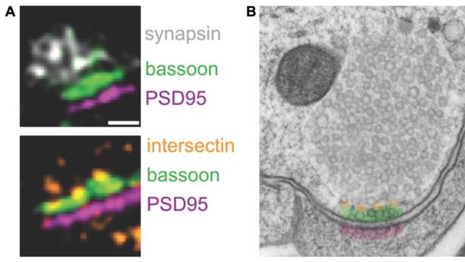 Microscopy images showing synapsin, bassoon, PSD95 and intersectin protein localization in neurons.