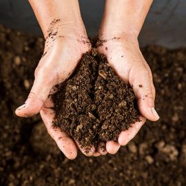 A person's cupped hands full of soil with more soil in the background. 