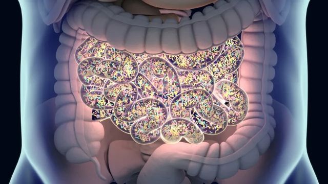 A graphic of a person's gut, illuminated and filled with gut bacteria.