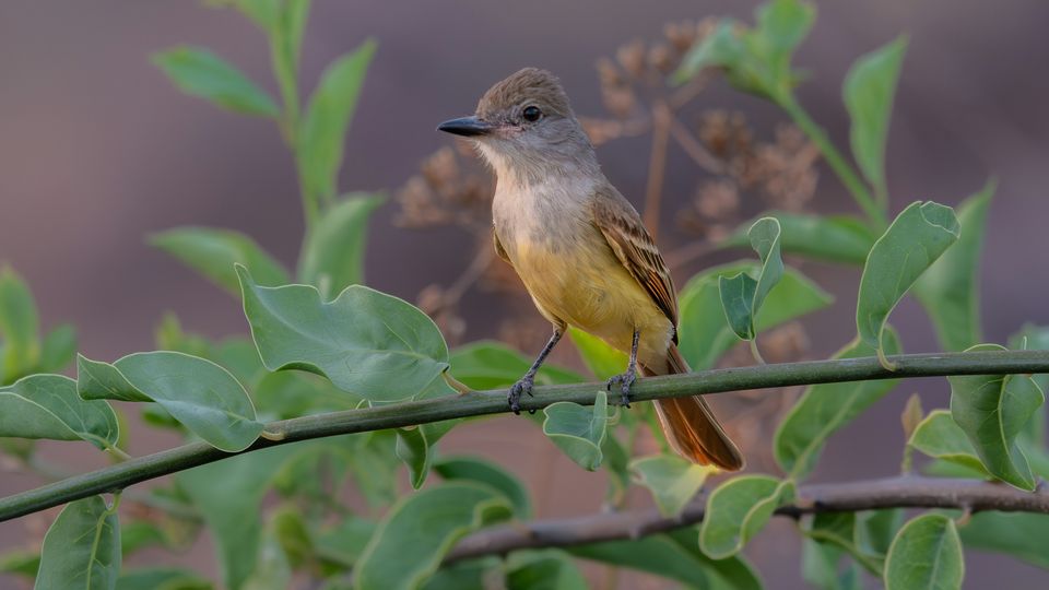 A small yellow and brown bird, perched on a branch.