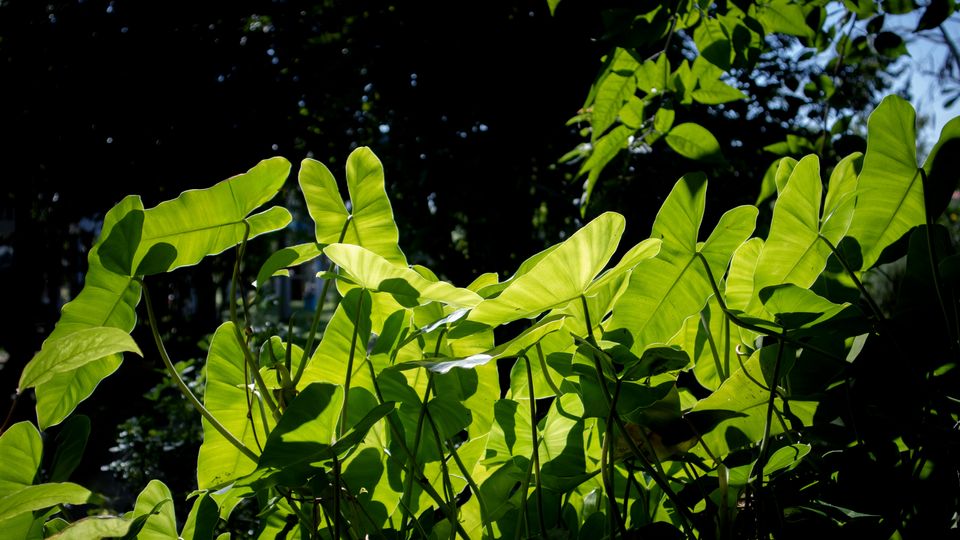 Green plant leaves in the sunshine. 