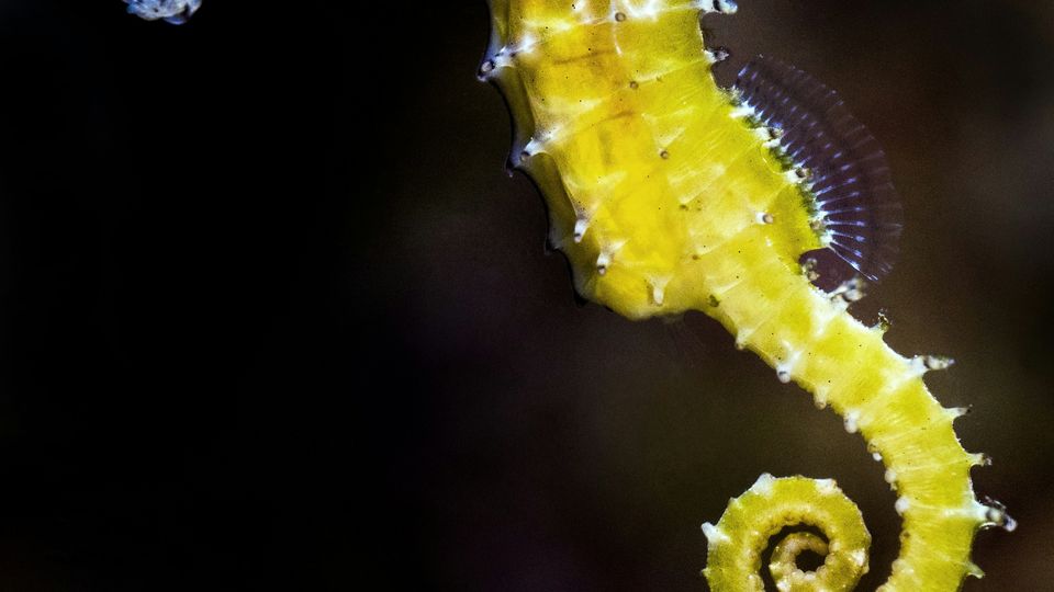 A yellow seahorse on a black background.