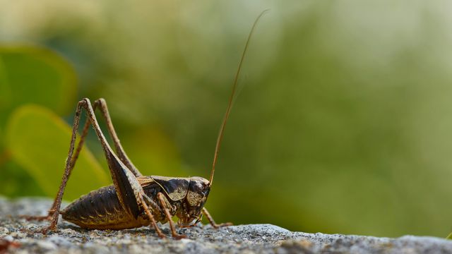 A cricket, coloured black, brown and yellow, sitting on a rock. Its antennae ruse high from its head.
