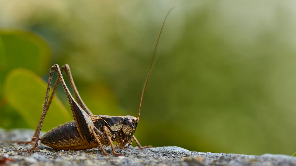 A cricket, coloured black, brown and yellow, sitting on a rock. Its antennae ruse high from its head.