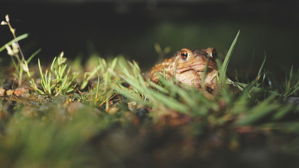 A toad sitting in the grass.