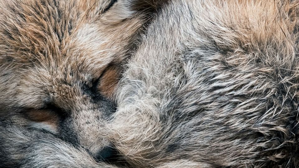 A close-up photo of a fox curled up asleep, hibernating.