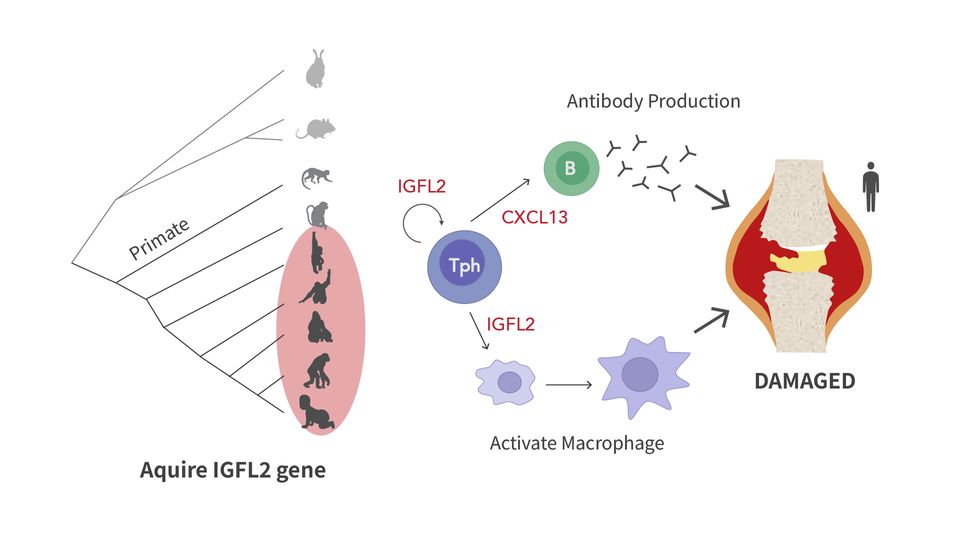 Diagram of how the IGFL2 gene is only found in humans and primates and how the gene contributes to the development of rheumatoid arthritis.