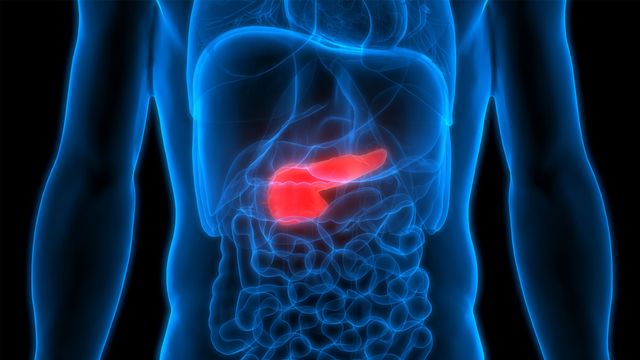A person's midsection, with organs illustrated in blue. The pancreas is highlighted in red, symbolising immune targets.