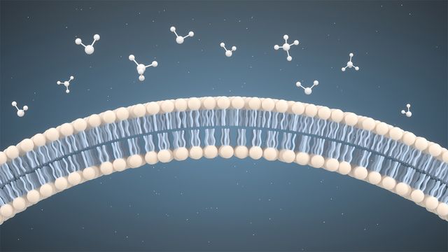 A close-up of the lipid bilayer of a lipid nanoparticle, showing other molecules outside the particle.