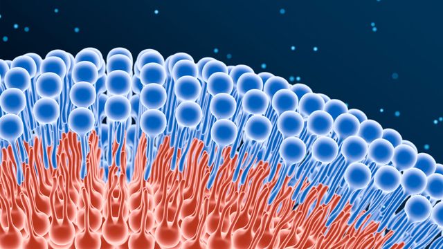 Researchers Identify Biophysical Rules Governing Cell Membrane Behavior