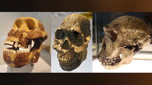 Three different early human skulls showing how teeth evolved.