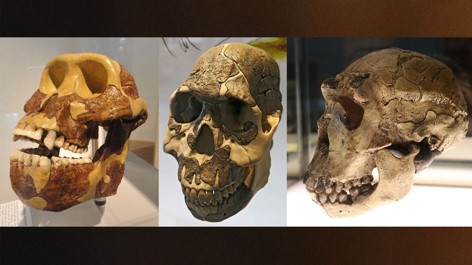 Three different early human skulls showing how teeth evolved.
