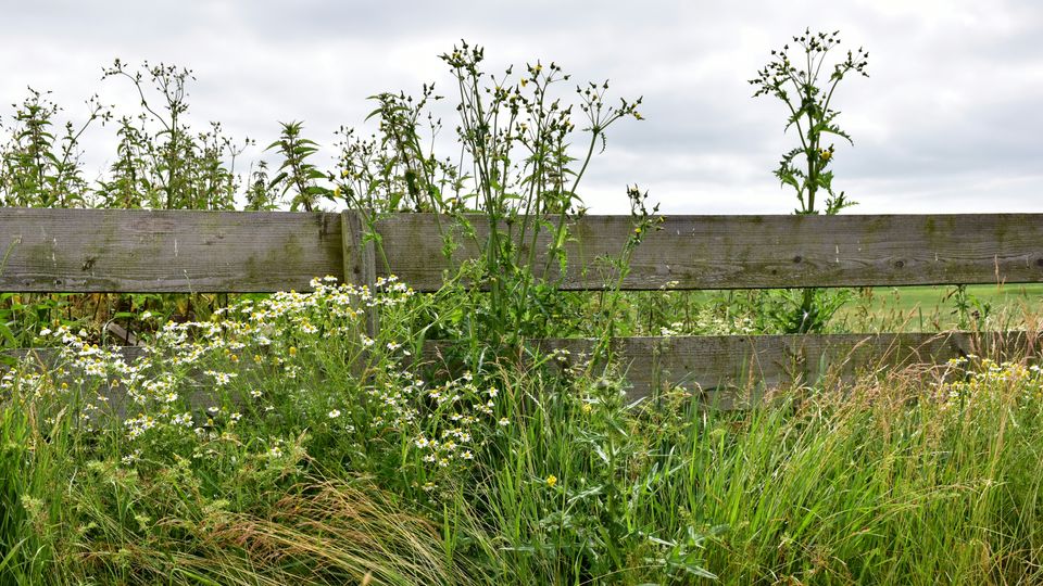 Green weeds growing near grass, rising past a wooden fence. 