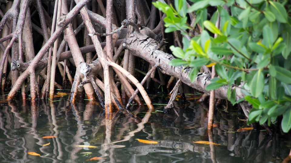 Mangrove stems, interlaced and rising from water.