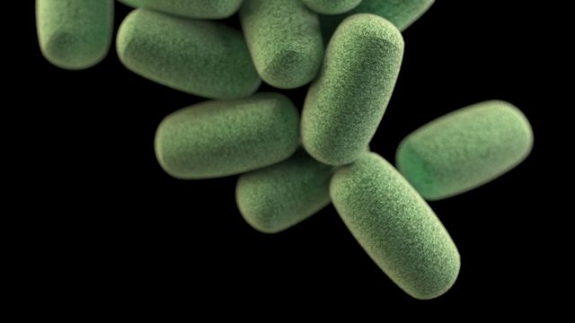 A graphic of bacteria, pill-shaped, coloured green. Black background.