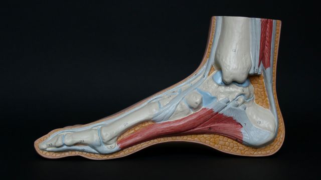 A plastic model of a human foot, showing the tendons, muscle and bone.