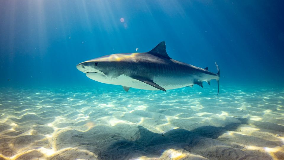 Tiger shark swimming over sandy ocean floor in clear blue water with sunlight filtering from above.