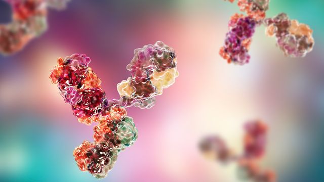 Antibody molecules whose behavior can be altered by the presence of certain glycans.