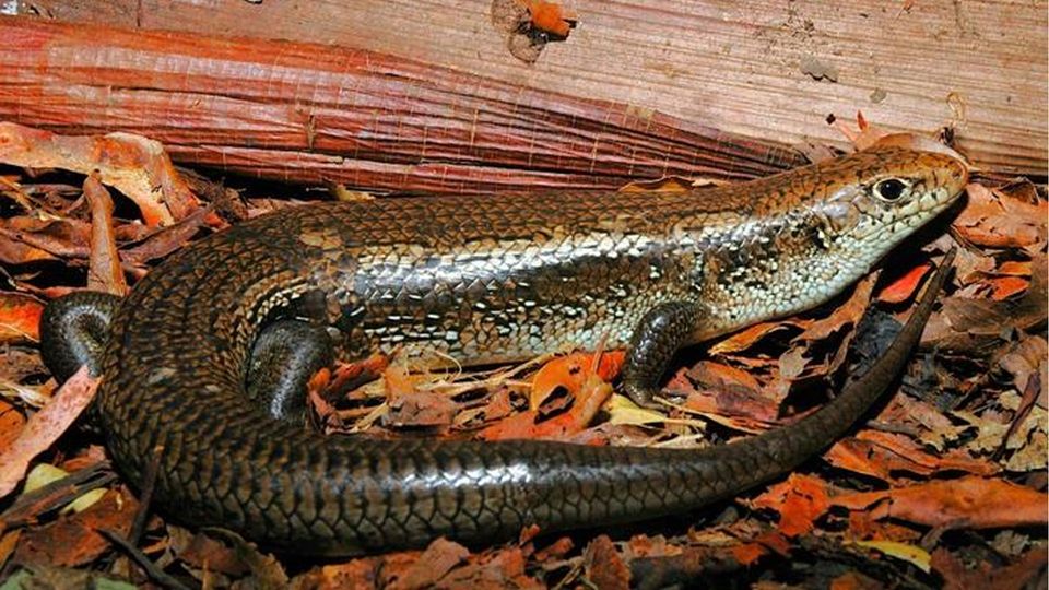 A skink rests on a bed of dried leaves.