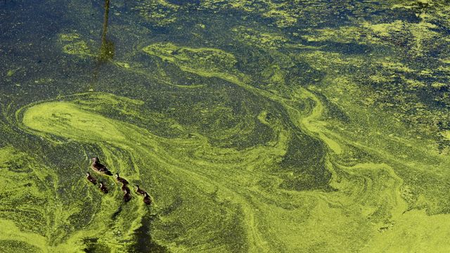 Green algae floating on top of a dark pond. 