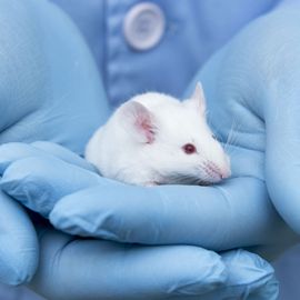 An individual wearing blue gloves and blue lab coat holding a white mouse. 