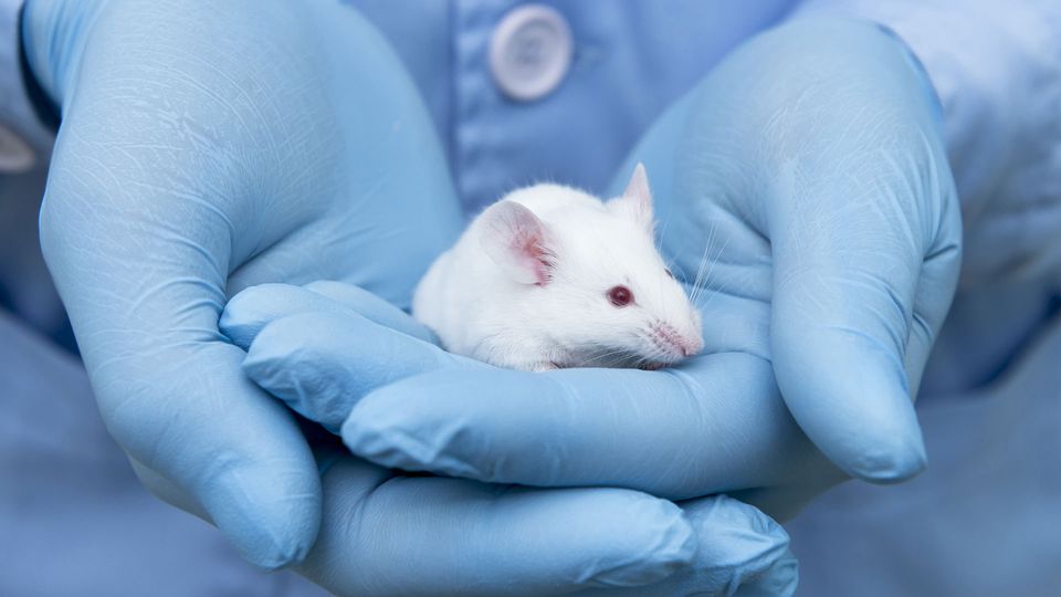 An individual wearing blue gloves and blue lab coat holding a white mouse.