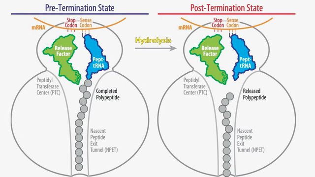 A graphic illustrating the pre- and post-termination states of protein release, showing the roles of release factors and tRNA.