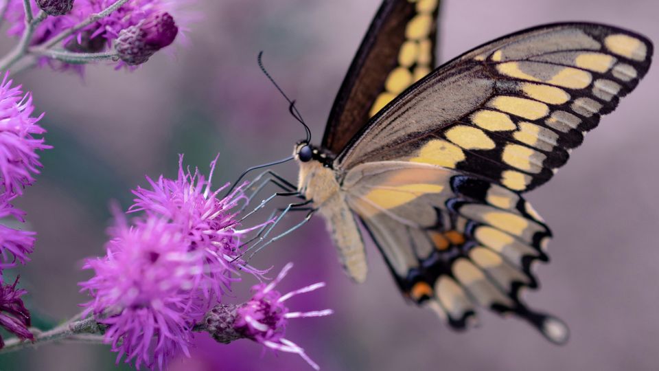 Yellow, black and brown butterfly feeding off a purple flower.