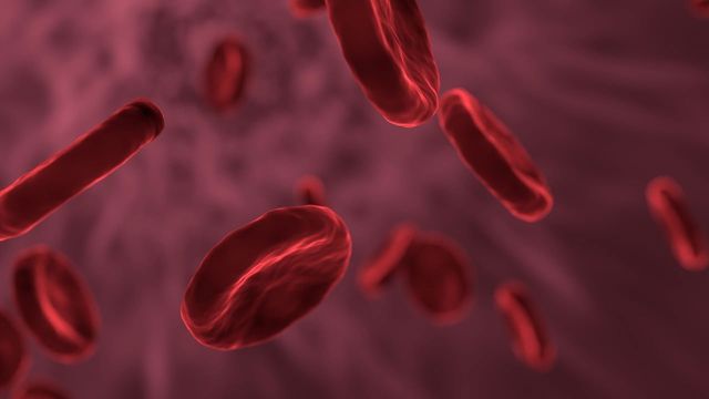 Red blood cells, which have recently been shown to play a surprising role in blood clot formation.
