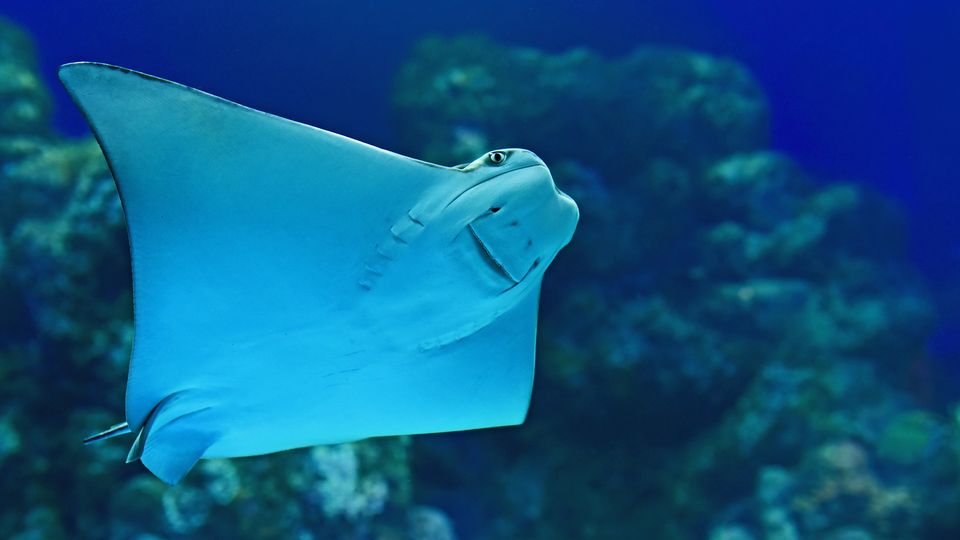 A ray fish, its white underside showing as it swims past a coral mass.