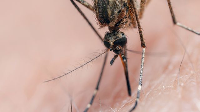 A mosquito biting into human skin, a common method of transmission of malaria.