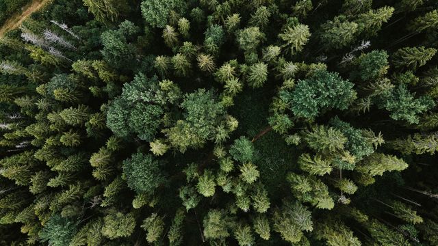 Aerial view of dense green forest canopy with a mix of coniferous and deciduous trees. 