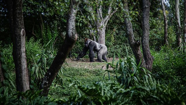 A silverback gorilla, walking past the camera in a green wood. 