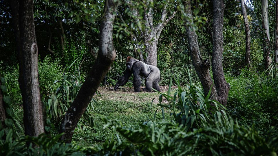 A silverback gorilla, walking past the camera in a green wood.