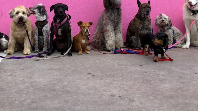 A row of dogs, different breeds, by a pink wall. 